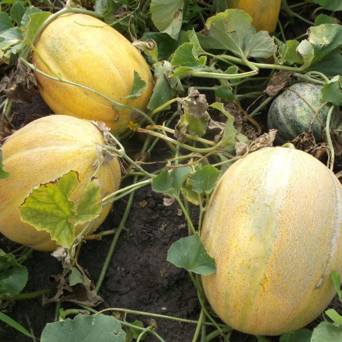 Melon seeds «Dubivka»