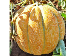 Melon seeds «Ethiopian»