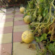 Melon seeds «Cantaloupe»