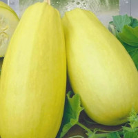Squash seeds «Golden Zeppelin»