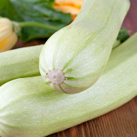 Семена кабачка «Билык»