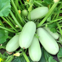 Squash seeds «Hrybovskyi»