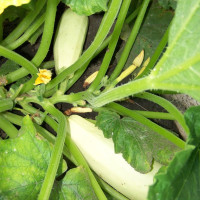 Семена кабачка «Ленуца» F1