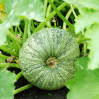 Squash seeds «Portion» F1