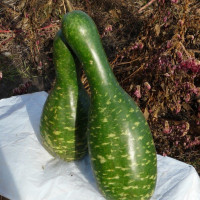 Насіння лагенарії «Ведмедиця»