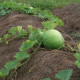 Lagenaria seeds «Giant African Bushel Basket Gourd»