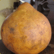 Lagenaria seeds «Giant African Bushel Basket Gourd»