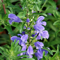 Семена змееголовника молдавского