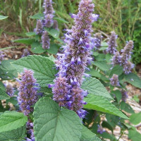 Anise hyssop seeds «Golden jubilee»