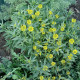 Treacle mustard seeds «Solar»