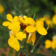Treacle mustard seeds «Solar»
