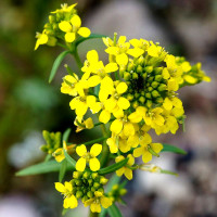 Насіння жовтушника дрібноцвітого «Сонячний»