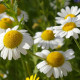 Chamomile seeds «Pearl of the forest steppe»