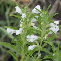 Moldavian dragonhead seeds «Archat»