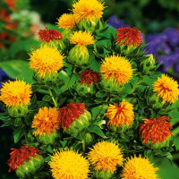 Насіння сафлору «Сонячний»