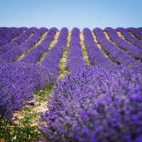 Lavender seeds «Purple Ocean»