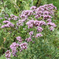 Насіння материнки «Україночка»