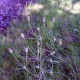 Plantain branched seeds «Berezotitskyi»