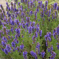 Семена иссопа лекарственного «Национальный»