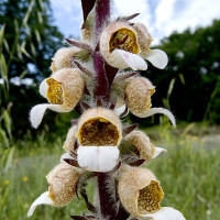Woolly foxglove seeds «Sulchanka»