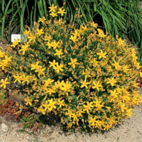 St. John's wort seeds