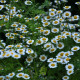 Dalmatian chrysanthemum seeds «Jubilee»