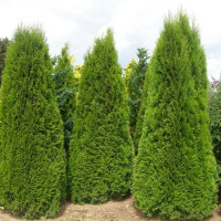 Насіння туї західної пірамідальної