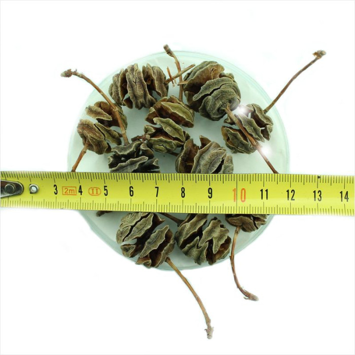 Metasequoia chinese seeds
