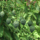 Metasequoia chinese seeds