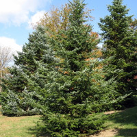 Семена пихты сахалинской