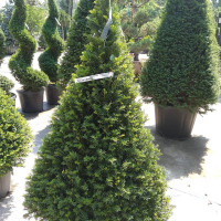 Семена тиса ягодного пирамидального