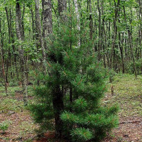 Семена сосны корейской кедровой