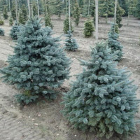 Семена псевдотсуги Мензиса (ф. голубая)