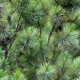 Pine dwarf  siberian seeds