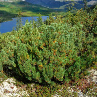 Pine dwarf  siberian seeds