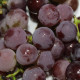 Насіння винограду «Лідія»