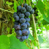 Насіння винограду «Ізабелла»