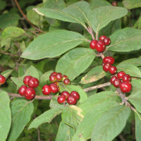 Fly honeysuckle seeds