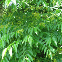 Amur cork tree seeds