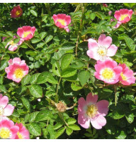 Dog rose seeds