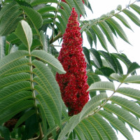 Sumac staghorn seeds