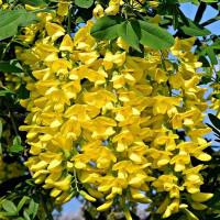 Laburnum «Golden rain»