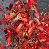 Семена кизильника блестящего