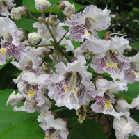 Насіння катальпи бігнонієвидної