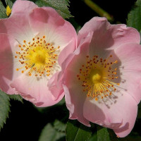 Dog rose thornless seeds «Inermis»