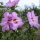 Hibiscus seeds «Rose of Sharon purple»