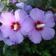 Hibiscus seeds «Rose of Sharon purple»