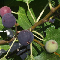 Fig common seeds