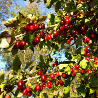 Семена кизила обыкновенного