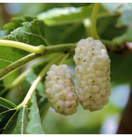 Mulberry white seeds «Honey»